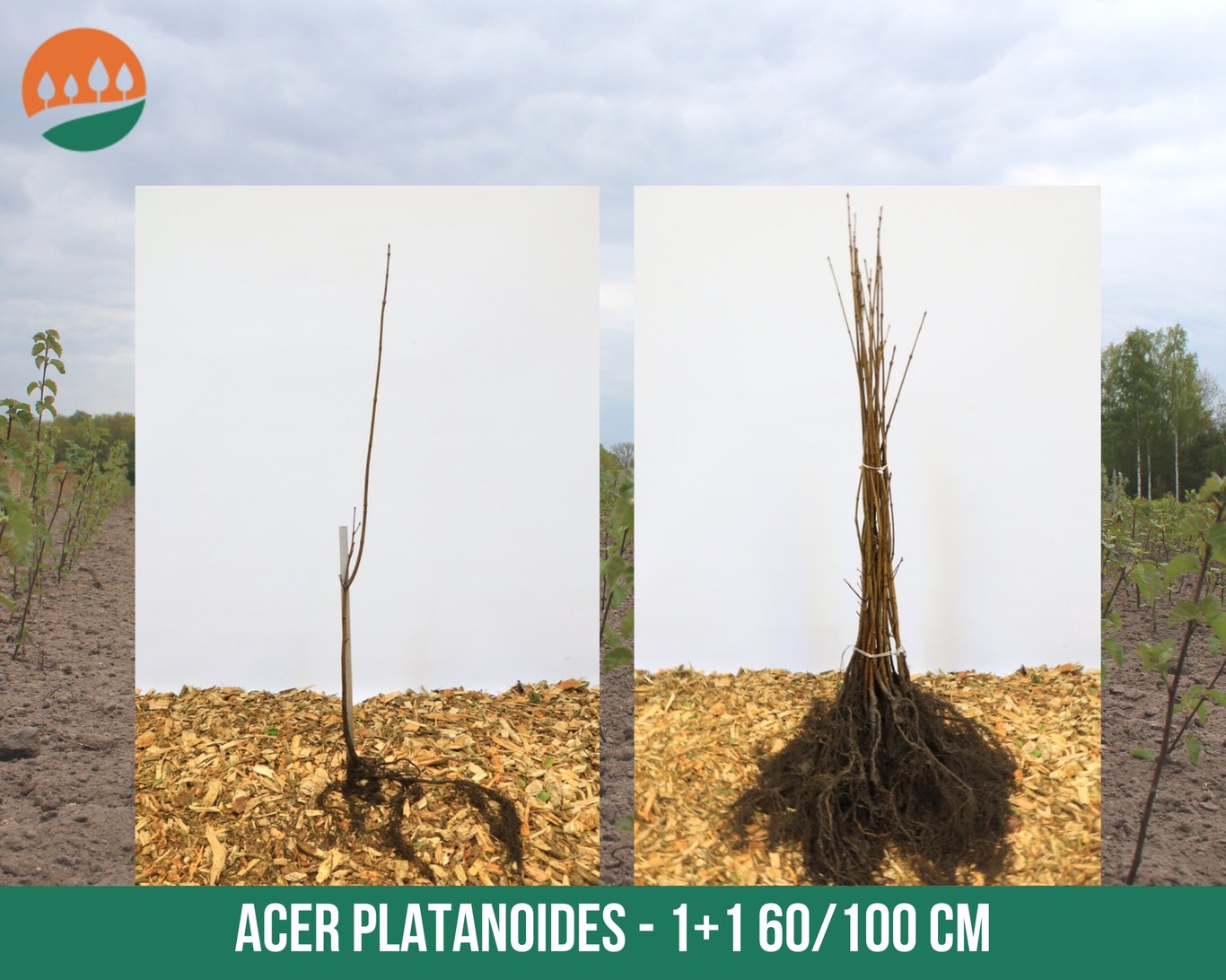 Acer platanoides - 60-100 CM bare root 1/1